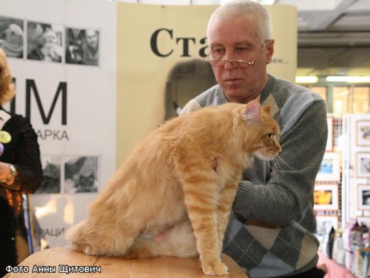 Maine Coon Show