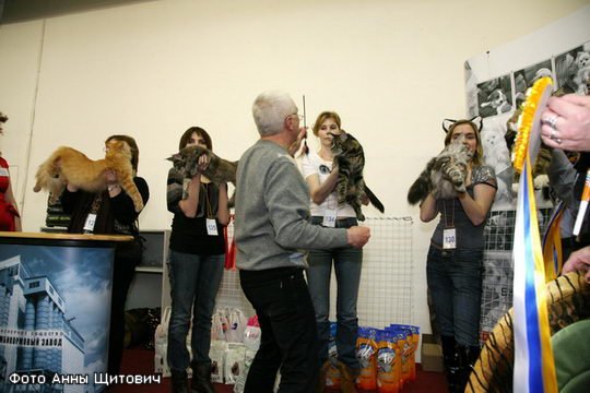 Maine Coon Show