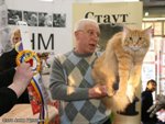 Maine Coon Show