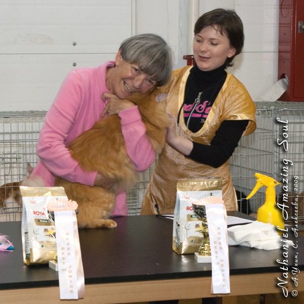 Maine Coon Show  Nathaniel Amazing Soul