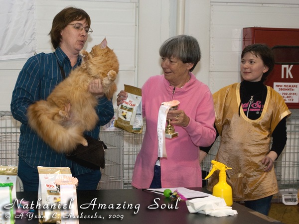 Maine Coon Show  Nathaniel Amazing Soul