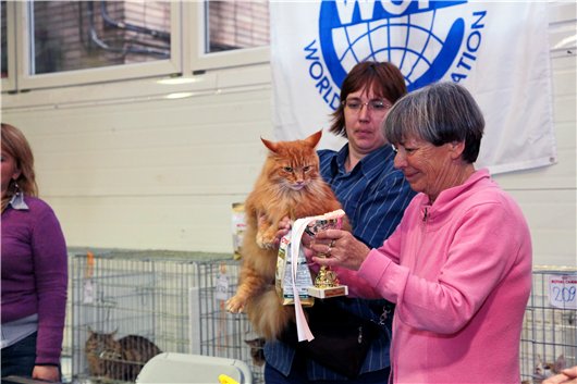 Maine Coon Show  Nathaniel Amazing Soul