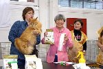 Maine Coon Show  Nathaniel Amazing Soul