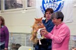 Maine Coon Show  Nathaniel Amazing Soul